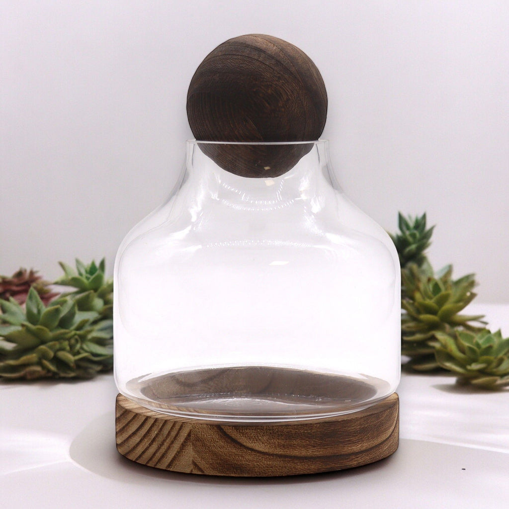 Medium Ball Top Terrarium on Dark Tung Wood Base for Indoor Decor