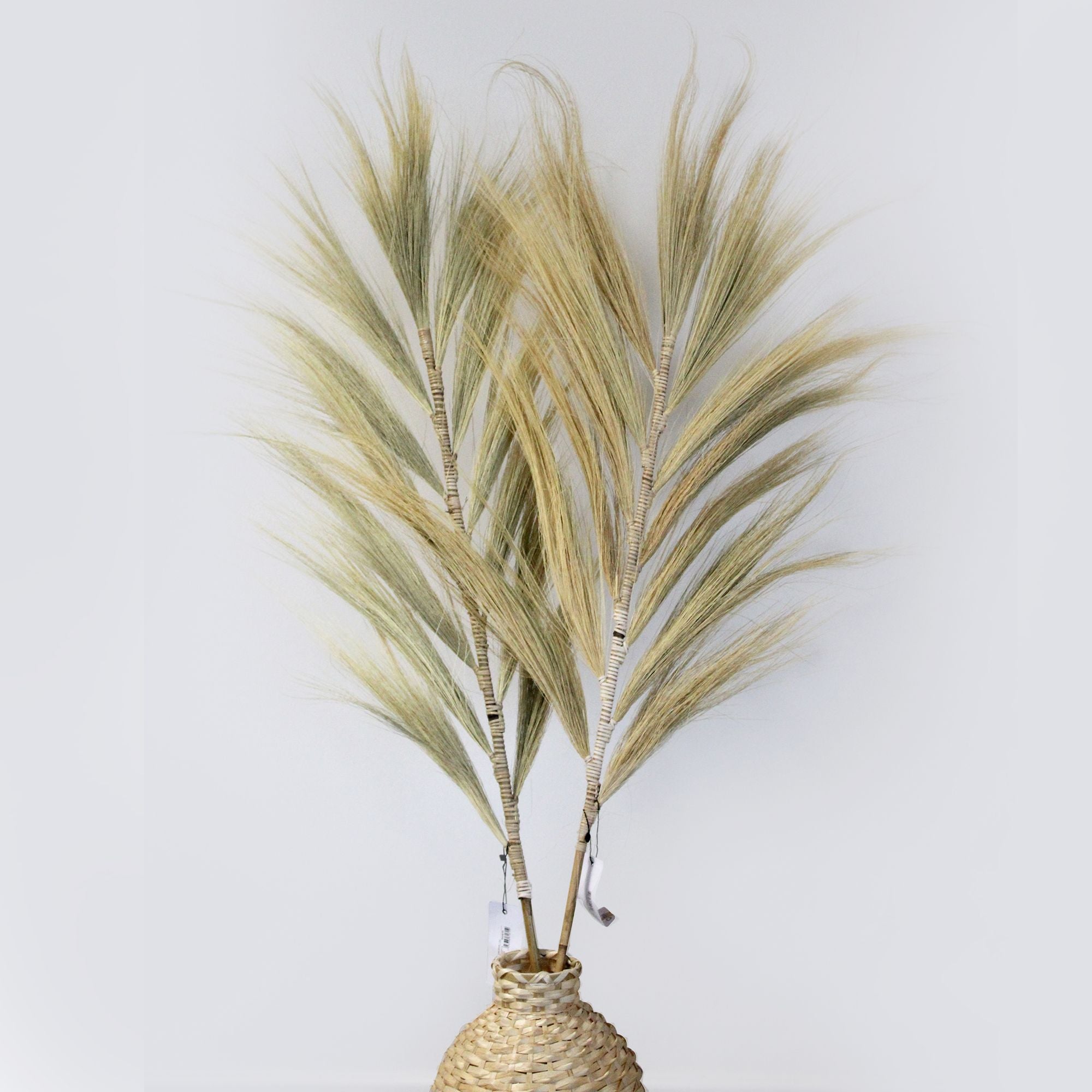Rayung Grass Blond Display for Exotic Tropical Decor 1.6m Height