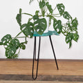 Albasia Wood Fish Stand in Turquoise for Plant Display
