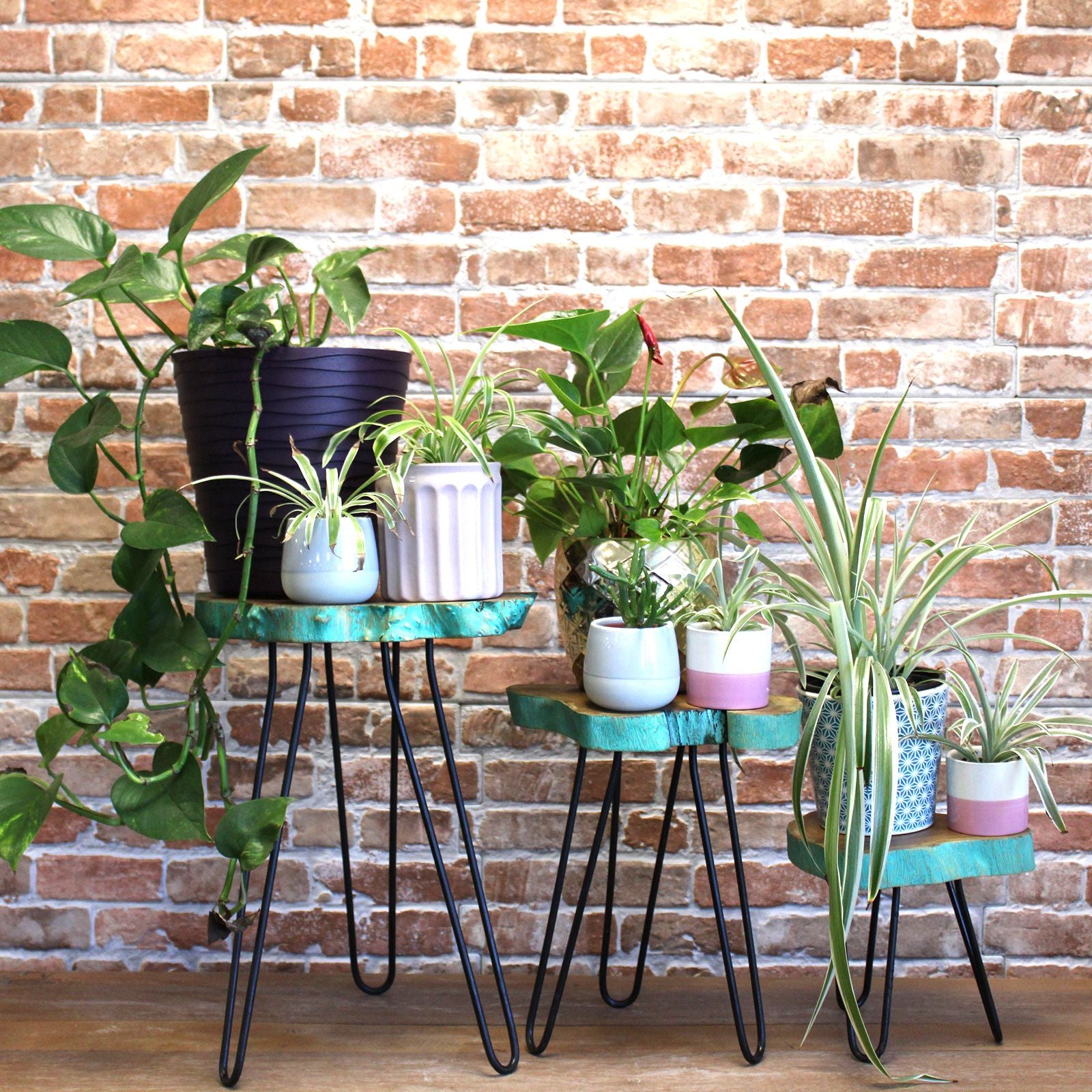 Set of 3 Greenwash Gamal Wooden Plant Stands for Home Decor