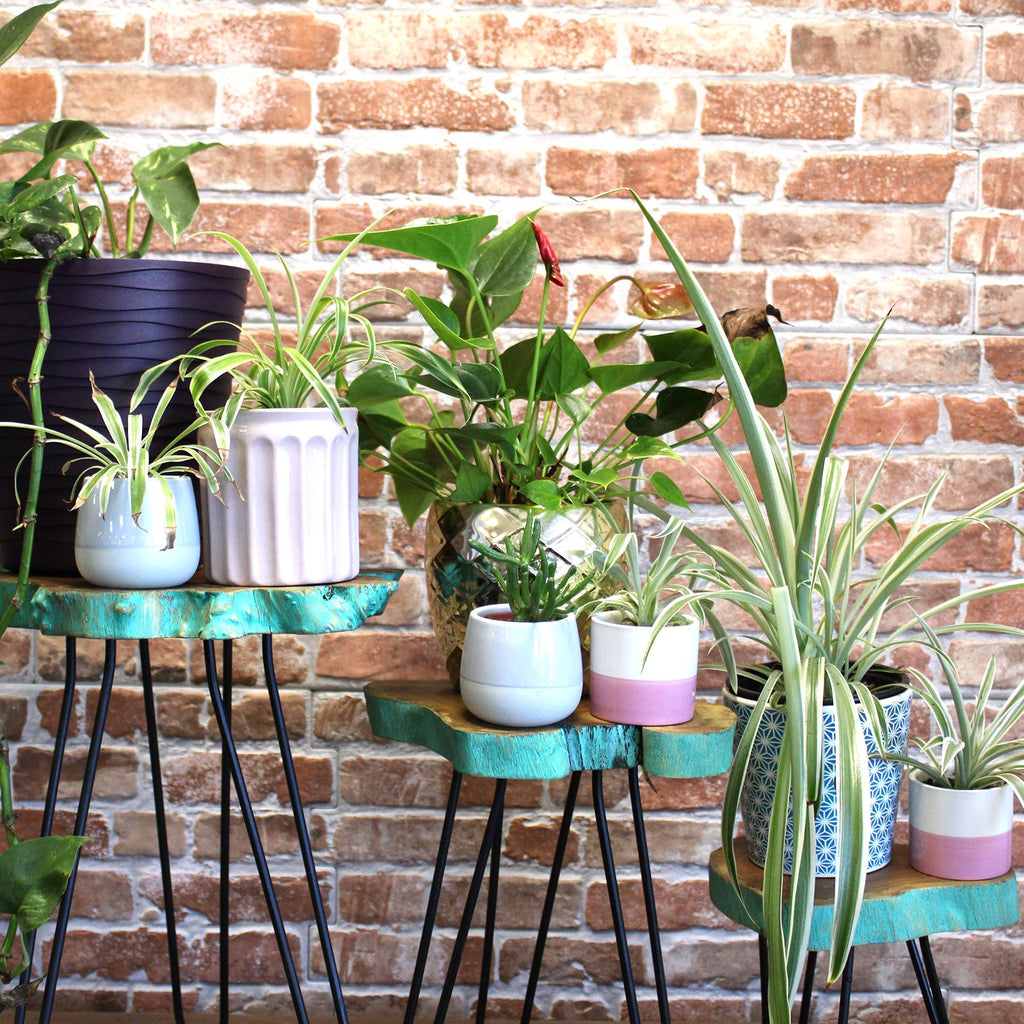 Set of 3 Greenwash Gamal Wooden Plant Stands for Home Decor