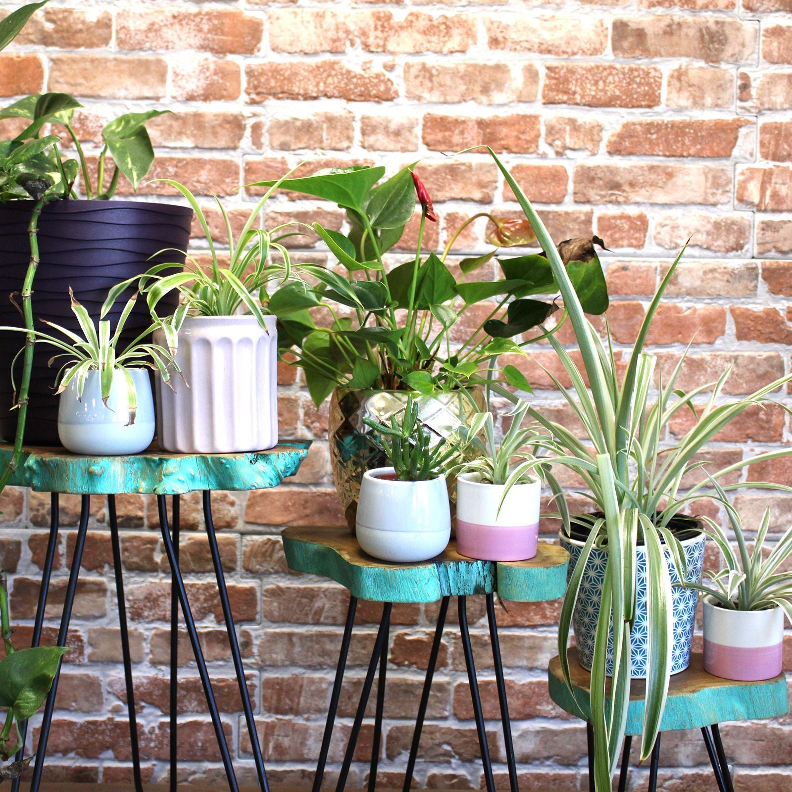 Set of 3 Greenwash Gamal Wooden Plant Stands for Home Decor