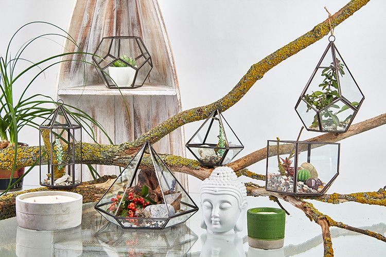 Glass Terrarium Large Pentagon for Succulents and Air Plants