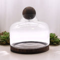 Ex Large Ball Top Terrarium on Dark Tung Wood Base for Display