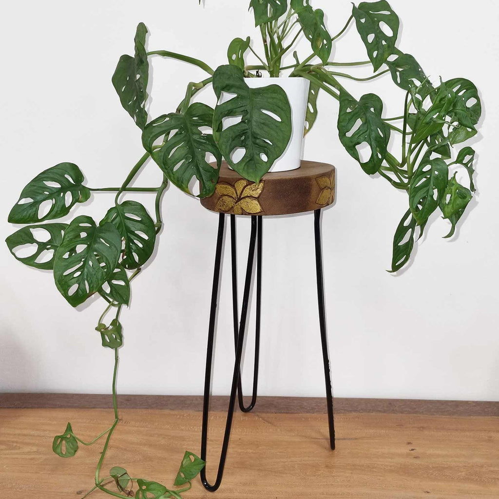 Albasia Wood Plant Stand with Natural Finish and Gold Detail