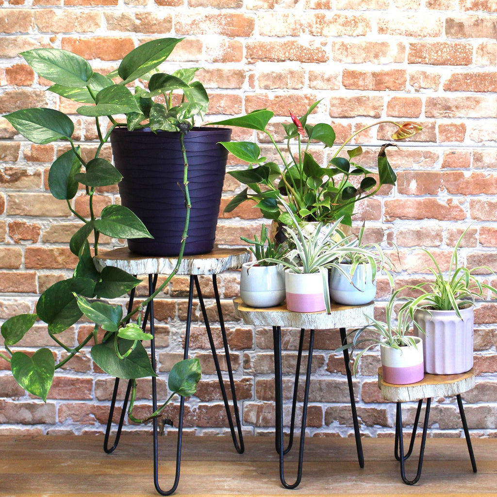 Set of 3 Whitewash Gamal Wood Plant Stands with Hairpin Legs