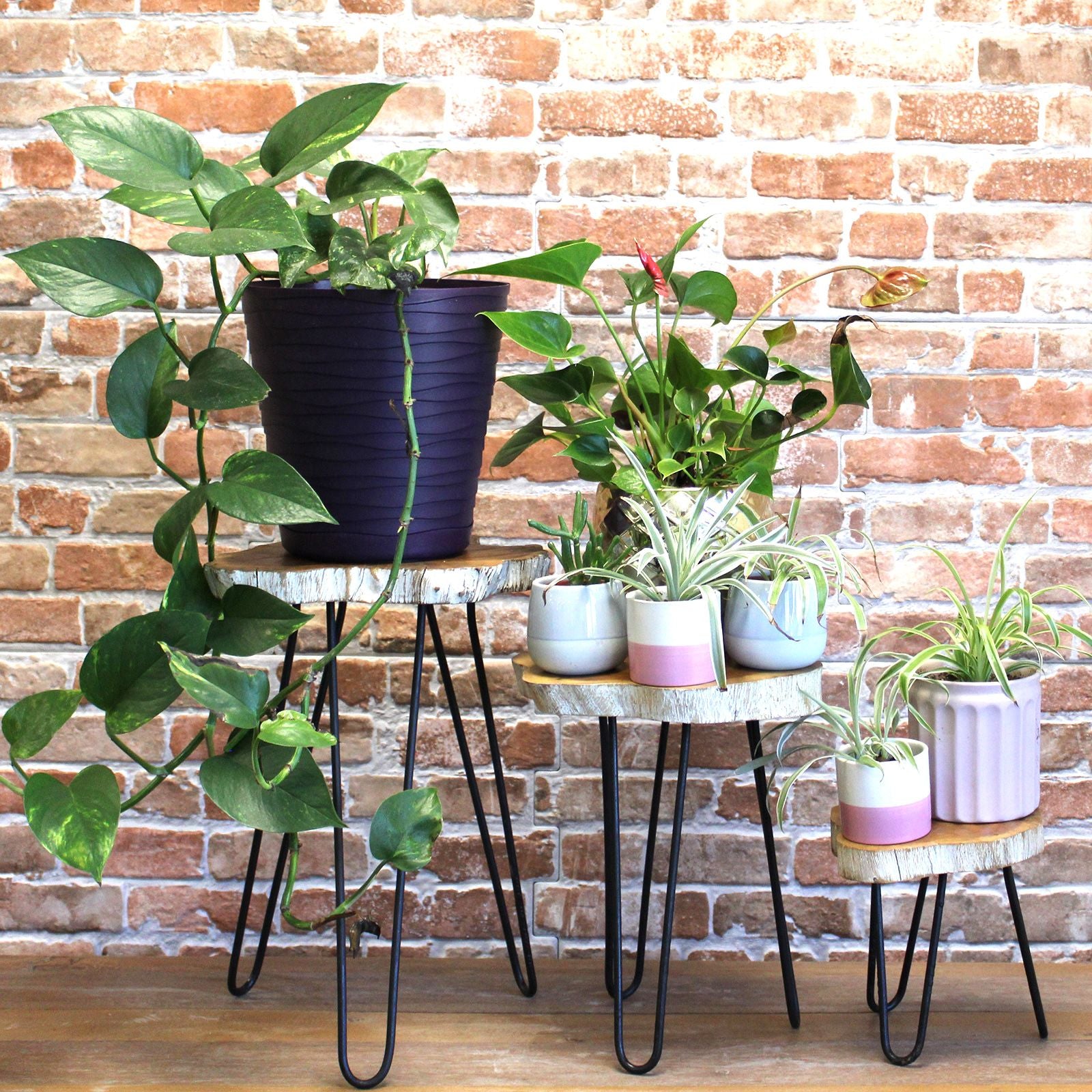 Set of 3 Whitewash Gamal Wood Plant Stands with Hairpin Legs