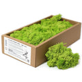 Decorative Reindeer Moss Light Grass for Craft Projects and Decor