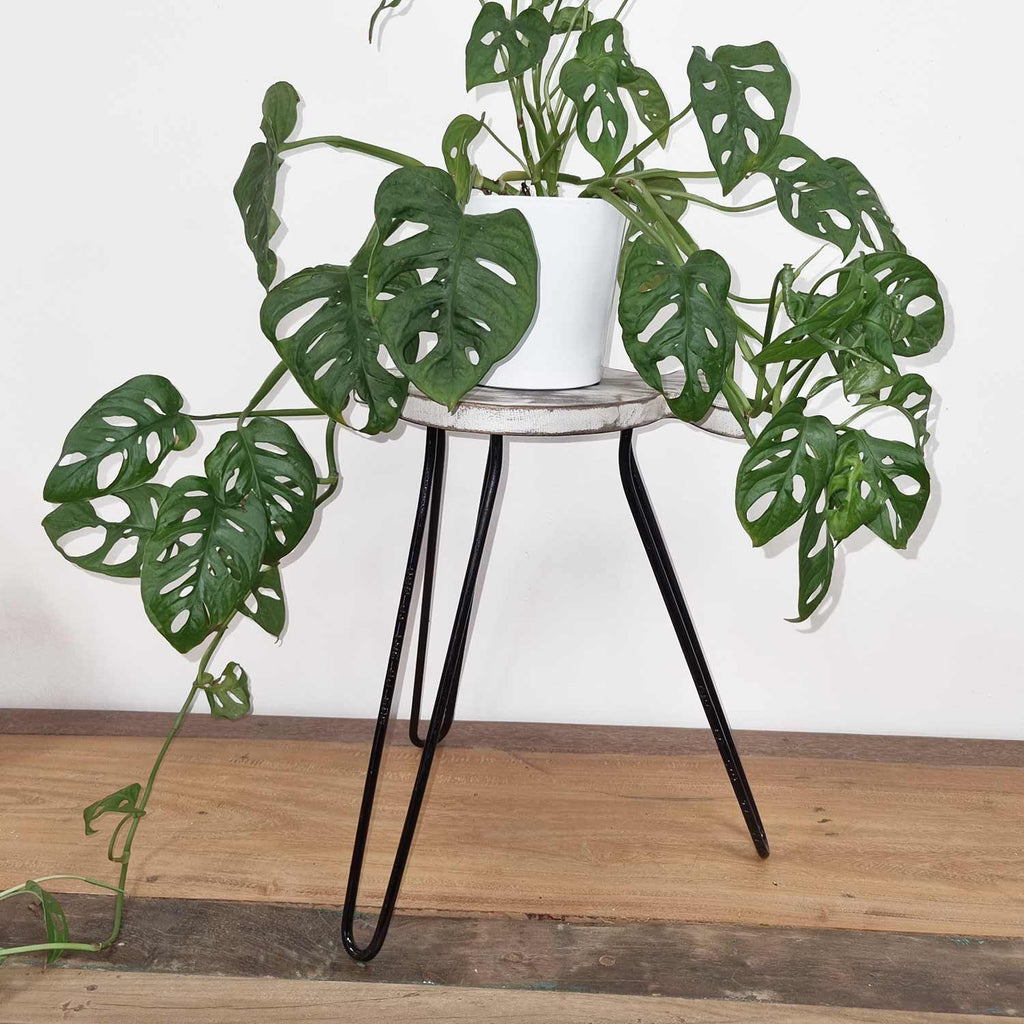 Albasia Wood Fish Stand in Whitewash for Stylish Plant Display
