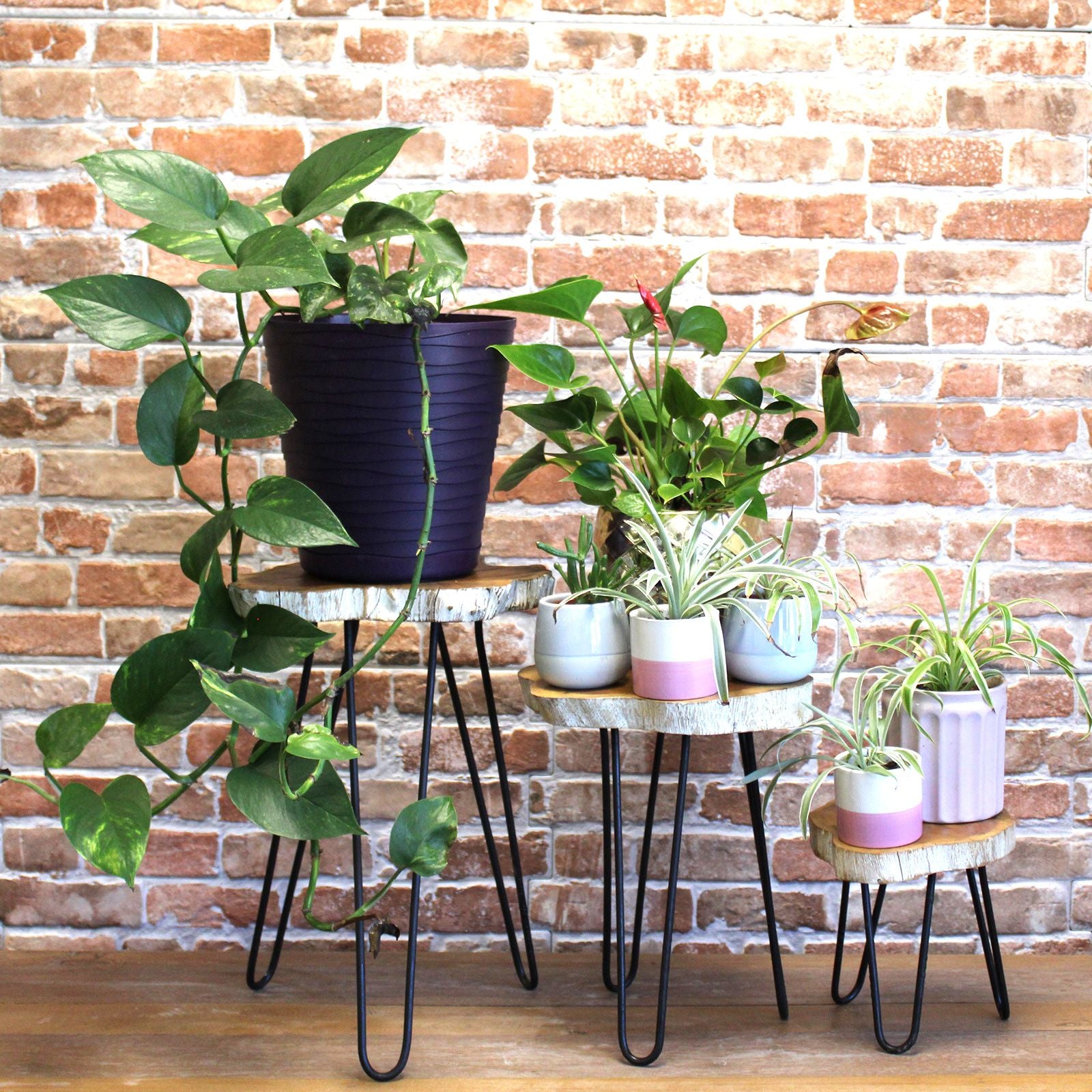 Set of 3 Whitewash Gamal Wood Plant Stands with Hairpin Legs