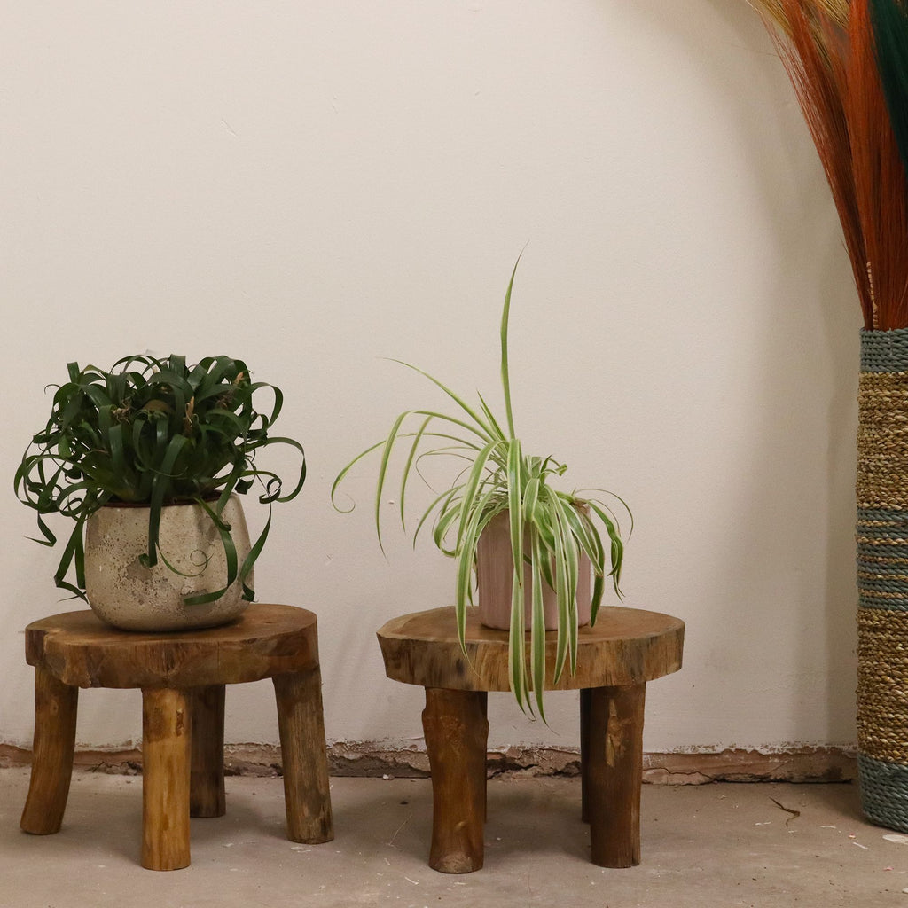 Higher Teak Pad Display Set of Two for Home Decor Styling