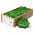 Decorative Reindeer Moss in Rich Moss Green 500g for Crafting