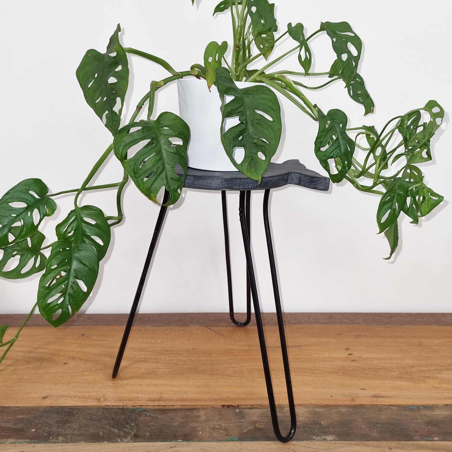 Albasia Wood Fish Stand in Greywash for Stylish Plant Display