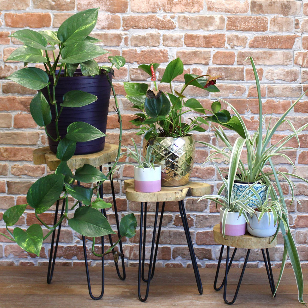 Set of 3 Natural Gamal Wood Plant Stands with Hairpin Legs