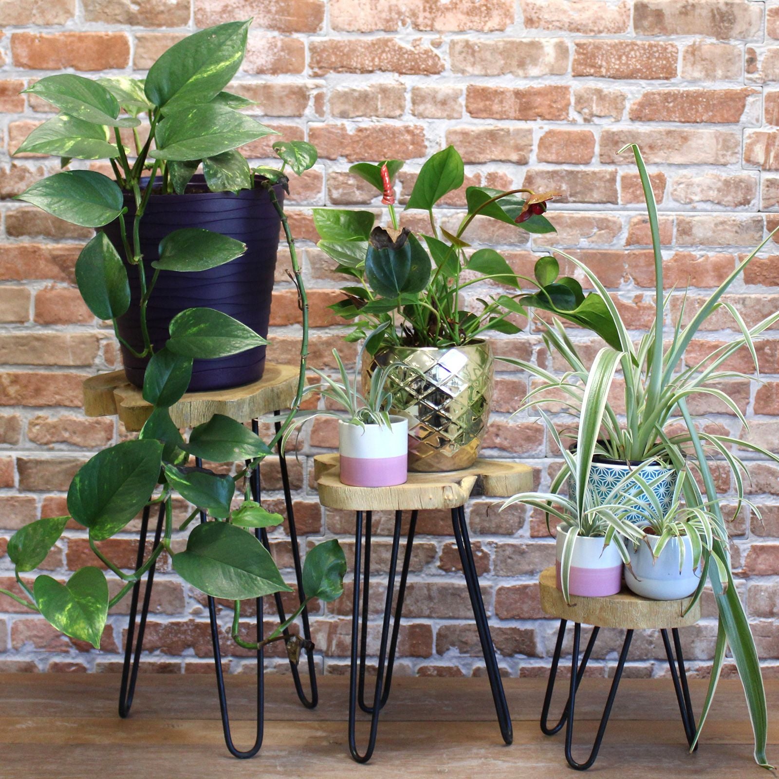 Set of 3 Natural Gamal Wood Plant Stands with Hairpin Legs