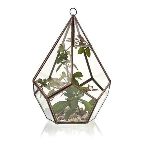 Glass Terrarium Large Pentagon for Succulents and Air Plants