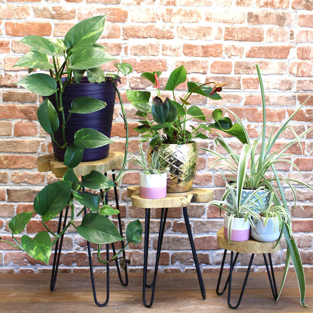 Set of 3 Natural Gamal Wood Plant Stands with Hairpin Legs