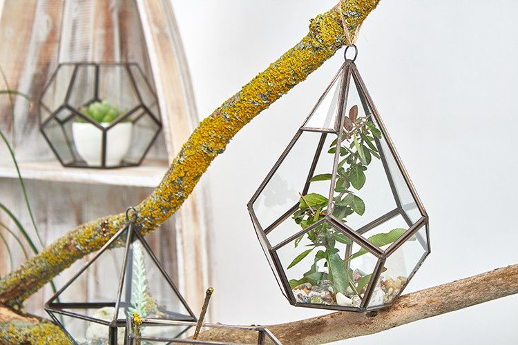 Glass Terrarium Large Pentagon for Succulents and Air Plants