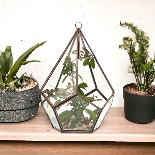 Glass Terrarium Large Pentagon for Succulents and Air Plants