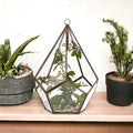 Glass Terrarium Large Pentagon for Succulents and Air Plants