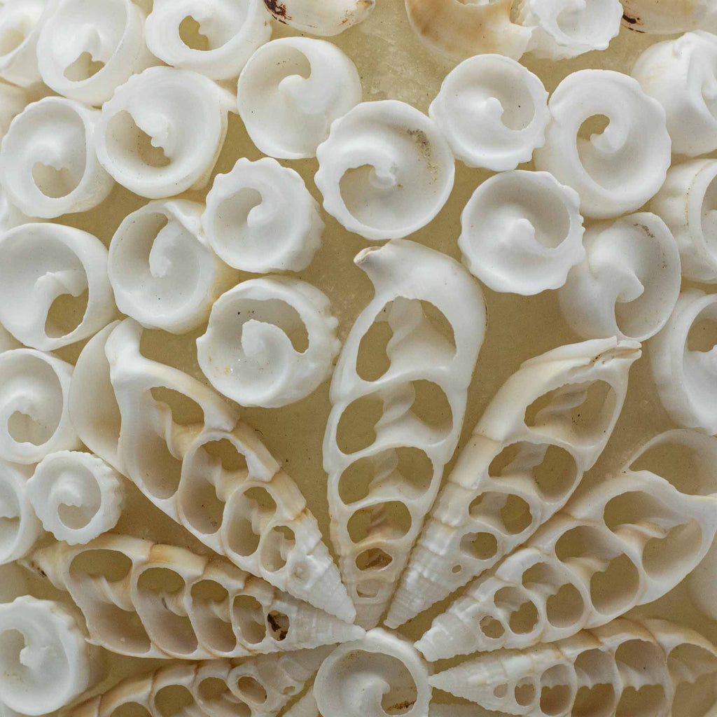 Boho Sea Shell Lamp Cut Art Shell Oval 15cm for Unique Home Decor