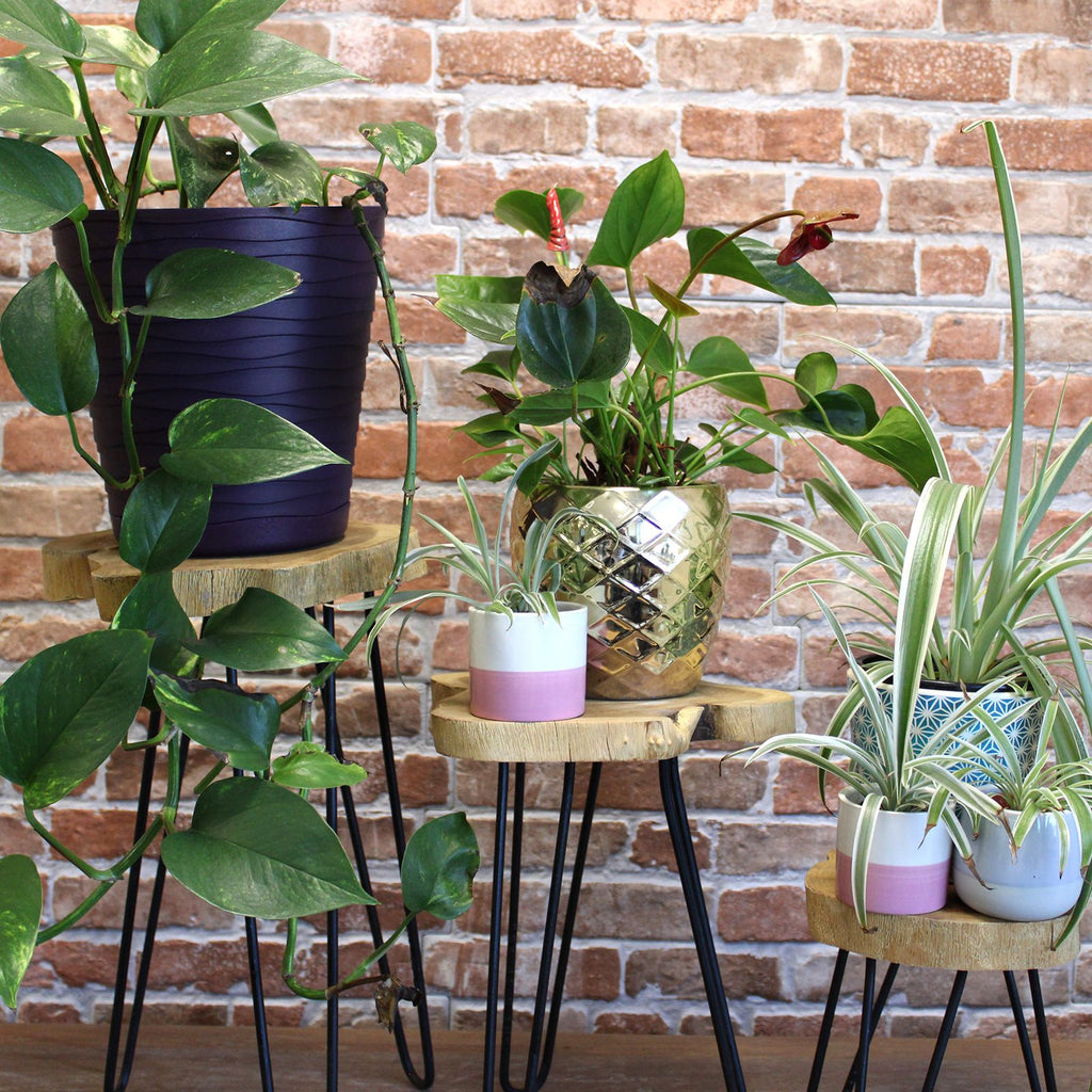 Set of 3 Natural Gamal Wood Plant Stands with Hairpin Legs