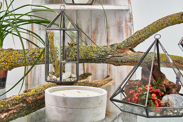 Large Octagon Glass Terrarium for Succulents and Air Plants