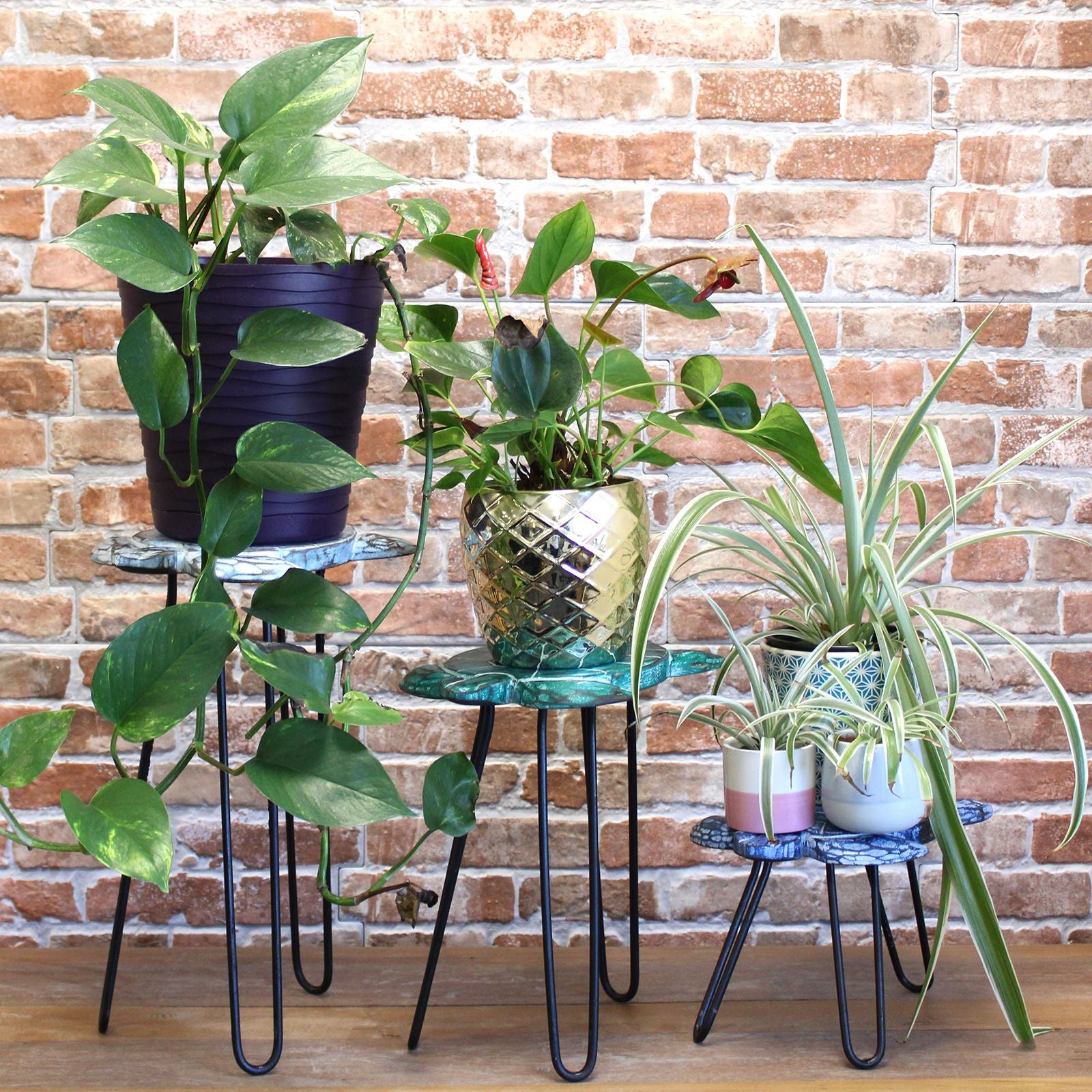 Set of 3 Albasia Wood Plant Stands with Hairpin Legs in Whitewash