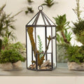 Glass Terrarium in Lantern Shape for Stylish Home Decor