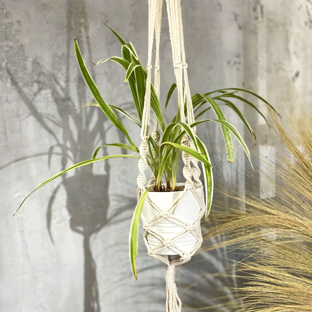 Large Extra Long Macrame Pot Holder for Stylish Plant Display