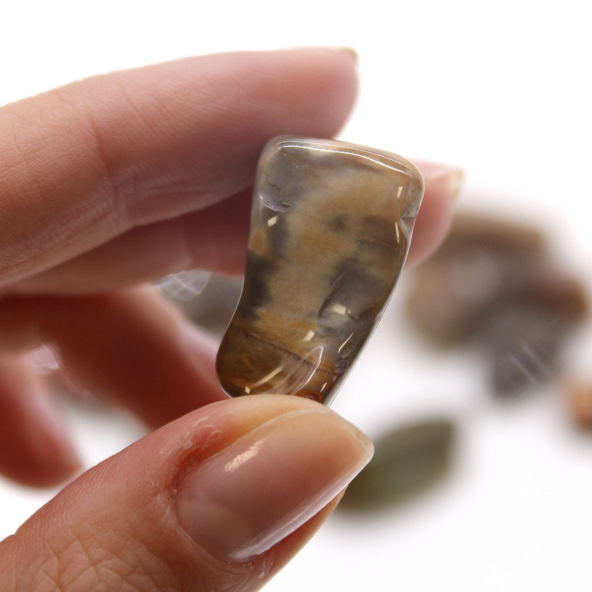Medium Tumble Stone - Petrified Wood