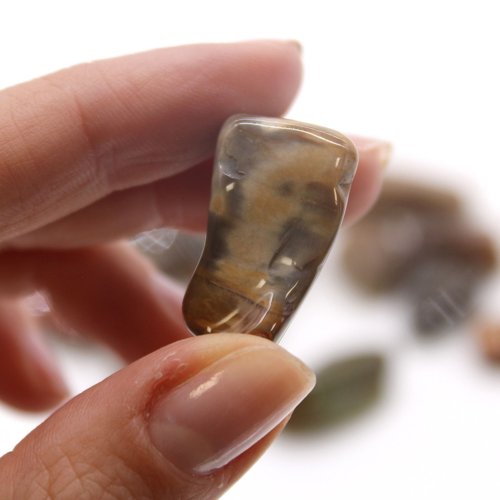 Medium Tumble Stone - Petrified Wood