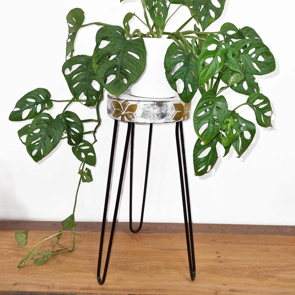 Albasia Wood Plant Stand in Whitewash for Stylish Home Displays