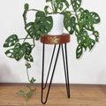 Albasia Wood Plant Stand in Whitewash for Stylish Home Displays