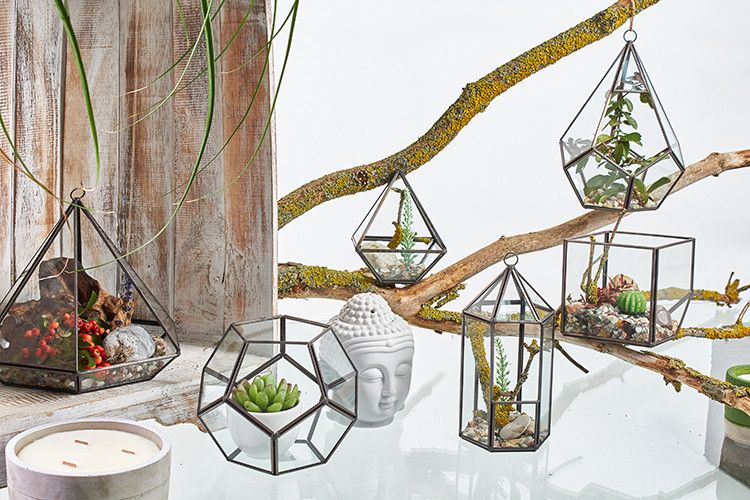 Large Octagon Glass Terrarium for Succulents and Air Plants