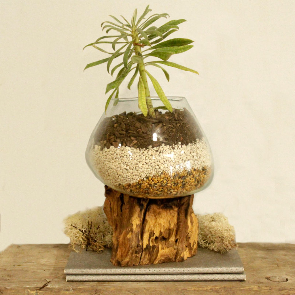 Molten Glass on Wood Large Bowl for Home Decor Display