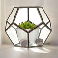 Large Octagon Glass Terrarium for Succulents and Air Plants