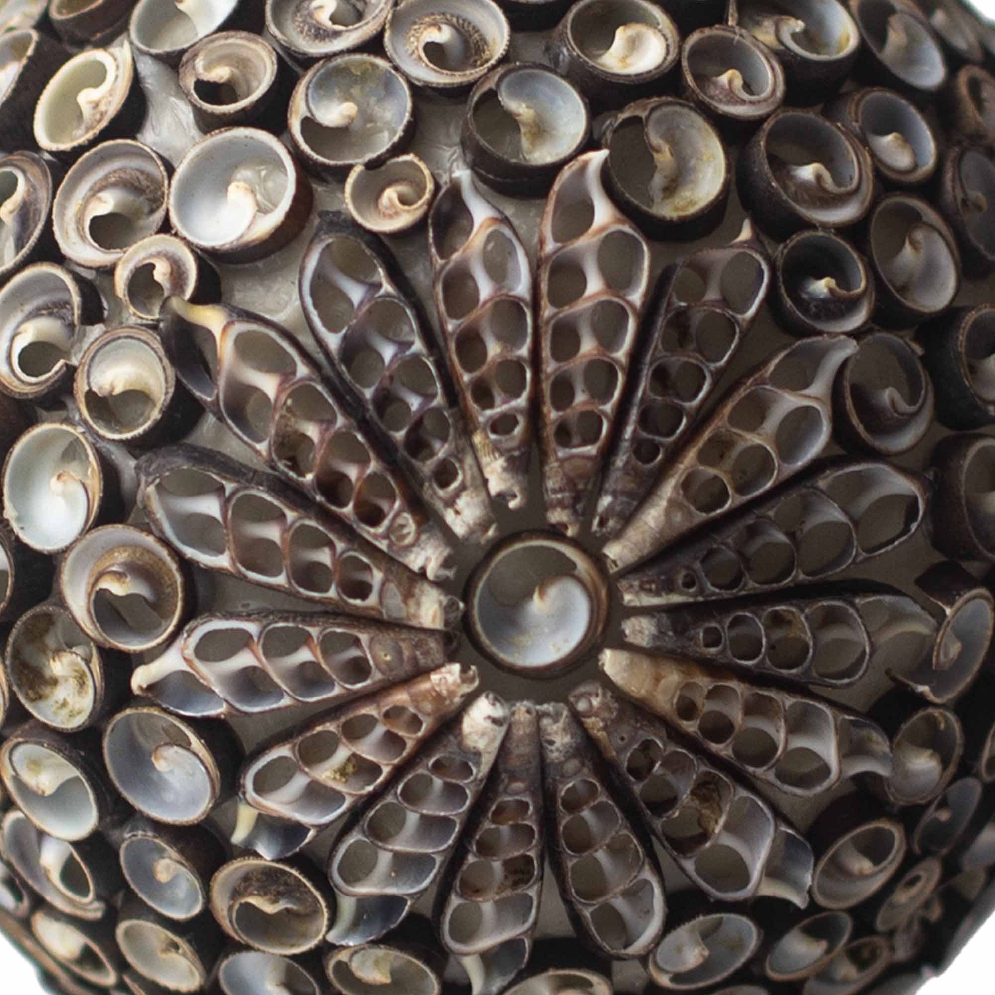 Boho Sea Shell Lamp Chocolate Twist Square Design for Home Décor